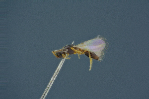  ( - BC-ZSM-HYM-26827-D11)  @11 [ ] CreativeCommons - Attribution Non-Commercial Share-Alike (2016) SNSB, Staatliche Naturwissenschaftliche Sammlungen Bayerns ZSM (SNSB, Zoologische Staatssammlung Muenchen)