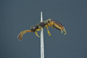  ( - BC-ZSM-HYM-26827-E04)  @11 [ ] CreativeCommons - Attribution Non-Commercial Share-Alike (2016) SNSB, Staatliche Naturwissenschaftliche Sammlungen Bayerns ZSM (SNSB, Zoologische Staatssammlung Muenchen)