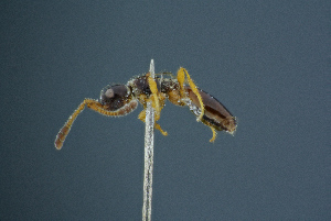  ( - BC-ZSM-HYM-26827-E06)  @12 [ ] CreativeCommons - Attribution Non-Commercial Share-Alike (2016) SNSB, Staatliche Naturwissenschaftliche Sammlungen Bayerns ZSM (SNSB, Zoologische Staatssammlung Muenchen)