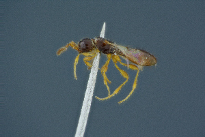  ( - BC-ZSM-HYM-26827-E07)  @11 [ ] CreativeCommons - Attribution Non-Commercial Share-Alike (2016) SNSB, Staatliche Naturwissenschaftliche Sammlungen Bayerns ZSM (SNSB, Zoologische Staatssammlung Muenchen)