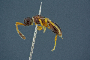  ( - BC-ZSM-HYM-26827-F09)  @11 [ ] CreativeCommons - Attribution Non-Commercial Share-Alike (2016) SNSB, Staatliche Naturwissenschaftliche Sammlungen Bayerns ZSM (SNSB, Zoologische Staatssammlung Muenchen)