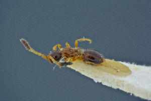  ( - BC-ZSM-HYM-26827-F10)  @11 [ ] CreativeCommons - Attribution Non-Commercial Share-Alike (2016) SNSB, Staatliche Naturwissenschaftliche Sammlungen Bayerns ZSM (SNSB, Zoologische Staatssammlung Muenchen)