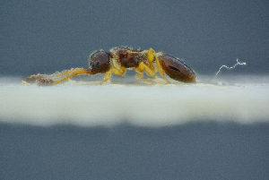  ( - BC-ZSM-HYM-26827-F11)  @11 [ ] CreativeCommons - Attribution Non-Commercial Share-Alike (2016) SNSB, Staatliche Naturwissenschaftliche Sammlungen Bayerns ZSM (SNSB, Zoologische Staatssammlung Muenchen)