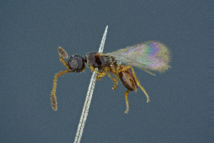  ( - BC-ZSM-HYM-26827-G08)  @11 [ ] CreativeCommons - Attribution Non-Commercial Share-Alike (2016) SNSB, Staatliche Naturwissenschaftliche Sammlungen Bayerns ZSM (SNSB, Zoologische Staatssammlung Muenchen)