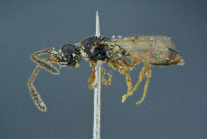  ( - BC-ZSM-HYM-26827-G11)  @11 [ ] CreativeCommons - Attribution Non-Commercial Share-Alike (2016) SNSB, Staatliche Naturwissenschaftliche Sammlungen Bayerns ZSM (SNSB, Zoologische Staatssammlung Muenchen)