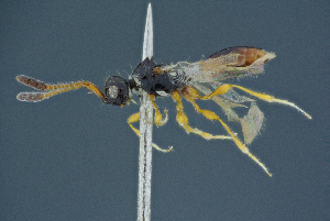  ( - BC-ZSM-HYM-26827-G12)  @11 [ ] CreativeCommons - Attribution Non-Commercial Share-Alike (2016) SNSB, Staatliche Naturwissenschaftliche Sammlungen Bayerns ZSM (SNSB, Zoologische Staatssammlung Muenchen)