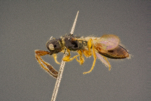  ( - BC-ZSM-HYM-26828-A01)  @11 [ ] CreativeCommons - Attribution Non-Commercial Share-Alike (2016) SNSB, Staatliche Naturwissenschaftliche Sammlungen Bayerns ZSM (SNSB, Zoologische Staatssammlung Muenchen)