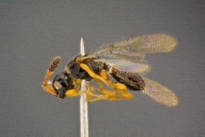  ( - BC-ZSM-HYM-26828-A07)  @11 [ ] CreativeCommons - Attribution Non-Commercial Share-Alike (2016) SNSB, Staatliche Naturwissenschaftliche Sammlungen Bayerns ZSM (SNSB, Zoologische Staatssammlung Muenchen)