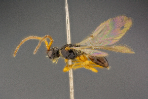  ( - BC-ZSM-HYM-26828-A08)  @11 [ ] CreativeCommons - Attribution Non-Commercial Share-Alike (2016) SNSB, Staatliche Naturwissenschaftliche Sammlungen Bayerns ZSM (SNSB, Zoologische Staatssammlung Muenchen)