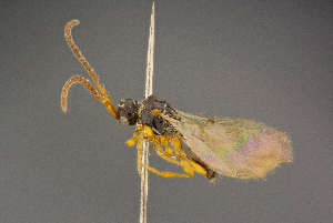  ( - BC-ZSM-HYM-26828-A09)  @11 [ ] CreativeCommons - Attribution Non-Commercial Share-Alike (2016) SNSB, Staatliche Naturwissenschaftliche Sammlungen Bayerns ZSM (SNSB, Zoologische Staatssammlung Muenchen)