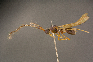  (Trichopria biarticulata - BC-ZSM-HYM-26828-B05)  @11 [ ] CreativeCommons - Attribution Non-Commercial Share-Alike (2016) SNSB, Staatliche Naturwissenschaftliche Sammlungen Bayerns ZSM (SNSB, Zoologische Staatssammlung Muenchen)