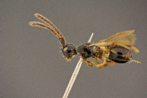  ( - BC-ZSM-HYM-26828-B10)  @11 [ ] CreativeCommons - Attribution Non-Commercial Share-Alike (2016) SNSB, Staatliche Naturwissenschaftliche Sammlungen Bayerns ZSM (SNSB, Zoologische Staatssammlung Muenchen)