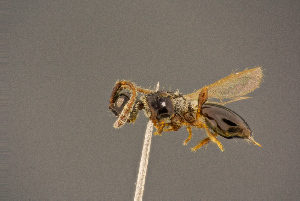  ( - BC-ZSM-HYM-26828-B11)  @11 [ ] CreativeCommons - Attribution Non-Commercial Share-Alike (2016) SNSB, Staatliche Naturwissenschaftliche Sammlungen Bayerns ZSM (SNSB, Zoologische Staatssammlung Muenchen)