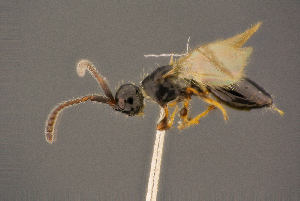  ( - BC-ZSM-HYM-26828-B12)  @11 [ ] CreativeCommons - Attribution Non-Commercial Share-Alike (2016) SNSB, Staatliche Naturwissenschaftliche Sammlungen Bayerns ZSM (SNSB, Zoologische Staatssammlung Muenchen)