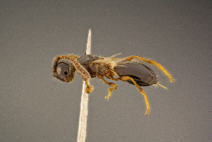  ( - BC-ZSM-HYM-26828-C01)  @11 [ ] CreativeCommons - Attribution Non-Commercial Share-Alike (2016) SNSB, Staatliche Naturwissenschaftliche Sammlungen Bayerns ZSM (SNSB, Zoologische Staatssammlung Muenchen)