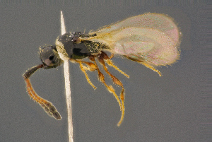  (Trichopria breisgauensis - BC-ZSM-HYM-26828-C07)  @11 [ ] CreativeCommons - Attribution Non-Commercial Share-Alike (2016) SNSB, Staatliche Naturwissenschaftliche Sammlungen Bayerns ZSM (SNSB, Zoologische Staatssammlung Muenchen)