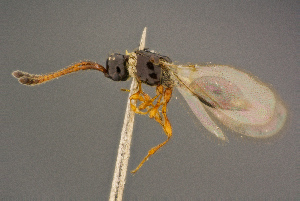  (Trichopria modesta - BC-ZSM-HYM-26828-D07)  @13 [ ] CreativeCommons - Attribution Non-Commercial Share-Alike (2016) SNSB, Staatliche Naturwissenschaftliche Sammlungen Bayerns ZSM (SNSB, Zoologische Staatssammlung Muenchen)