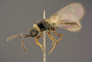  (Trichopria hyalinipennis - BC-ZSM-HYM-26828-E01)  @11 [ ] CreativeCommons - Attribution Non-Commercial Share-Alike (2016) SNSB, Staatliche Naturwissenschaftliche Sammlungen Bayerns ZSM (SNSB, Zoologische Staatssammlung Muenchen)