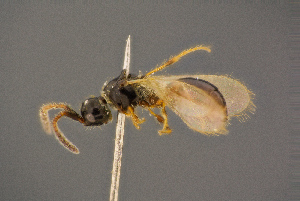  ( - BC-ZSM-HYM-26828-E03)  @11 [ ] CreativeCommons - Attribution Non-Commercial Share-Alike (2016) SNSB, Staatliche Naturwissenschaftliche Sammlungen Bayerns ZSM (SNSB, Zoologische Staatssammlung Muenchen)