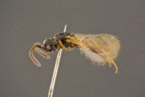  ( - BC-ZSM-HYM-26828-E05)  @13 [ ] CreativeCommons - Attribution Non-Commercial Share-Alike (2016) SNSB, Staatliche Naturwissenschaftliche Sammlungen Bayerns ZSM (SNSB, Zoologische Staatssammlung Muenchen)
