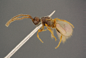  ( - BC-ZSM-HYM-26828-E06)  @11 [ ] CreativeCommons - Attribution Non-Commercial Share-Alike (2016) SNSB, Staatliche Naturwissenschaftliche Sammlungen Bayerns ZSM (SNSB, Zoologische Staatssammlung Muenchen)