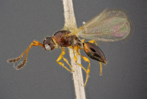  ( - BC-ZSM-HYM-26828-F02)  @14 [ ] CreativeCommons - Attribution Non-Commercial Share-Alike (2016) SNSB, Staatliche Naturwissenschaftliche Sammlungen Bayerns ZSM (SNSB, Zoologische Staatssammlung Muenchen)