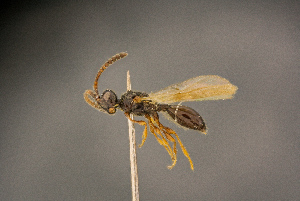  ( - BC-ZSM-HYM-26828-G07)  @11 [ ] CreativeCommons - Attribution Non-Commercial Share-Alike (2016) SNSB, Staatliche Naturwissenschaftliche Sammlungen Bayerns ZSM (SNSB, Zoologische Staatssammlung Muenchen)