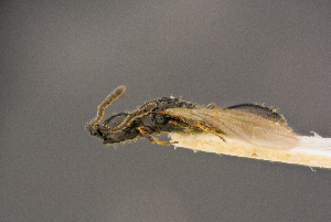  ( - BC-ZSM-HYM-26828-G12)  @11 [ ] CreativeCommons - Attribution Non-Commercial Share-Alike (2016) SNSB, Staatliche Naturwissenschaftliche Sammlungen Bayerns ZSM (SNSB, Zoologische Staatssammlung Muenchen)