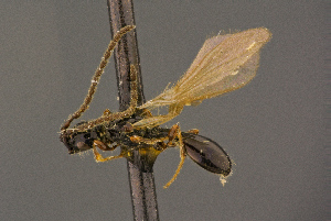  ( - BC-ZSM-HYM-26828-H01)  @11 [ ] CreativeCommons - Attribution Non-Commercial Share-Alike (2016) SNSB, Staatliche Naturwissenschaftliche Sammlungen Bayerns ZSM (SNSB, Zoologische Staatssammlung Muenchen)