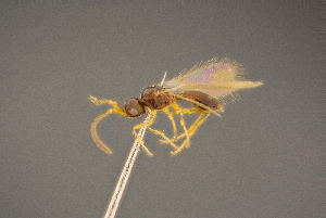  ( - BC-ZSM-HYM-26829-B01)  @11 [ ] CreativeCommons - Attribution Non-Commercial Share-Alike (2016) SNSB, Staatliche Naturwissenschaftliche Sammlungen Bayerns ZSM (SNSB, Zoologische Staatssammlung Muenchen)