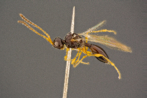  ( - BC-ZSM-HYM-26829-B02)  @11 [ ] CreativeCommons - Attribution Non-Commercial Share-Alike (2016) SNSB, Staatliche Naturwissenschaftliche Sammlungen Bayerns ZSM (SNSB, Zoologische Staatssammlung Muenchen)