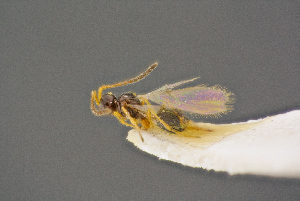  ( - BC-ZSM-HYM-26829-B03)  @11 [ ] CreativeCommons - Attribution Non-Commercial Share-Alike (2016) SNSB, Staatliche Naturwissenschaftliche Sammlungen Bayerns ZSM (SNSB, Zoologische Staatssammlung Muenchen)