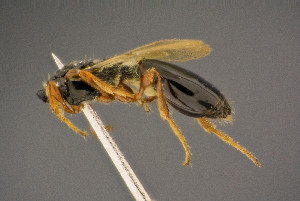  ( - BC-ZSM-HYM-26829-D11)  @13 [ ] CreativeCommons - Attribution Non-Commercial Share-Alike (2016) SNSB, Staatliche Naturwissenschaftliche Sammlungen Bayerns ZSM (SNSB, Zoologische Staatssammlung Muenchen)