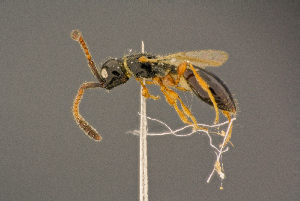  ( - BC-ZSM-HYM-26829-D12)  @11 [ ] CreativeCommons - Attribution Non-Commercial Share-Alike (2016) SNSB, Staatliche Naturwissenschaftliche Sammlungen Bayerns ZSM (SNSB, Zoologische Staatssammlung Muenchen)