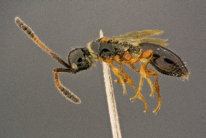  ( - BC-ZSM-HYM-26829-E02)  @11 [ ] CreativeCommons - Attribution Non-Commercial Share-Alike (2016) SNSB, Staatliche Naturwissenschaftliche Sammlungen Bayerns ZSM (SNSB, Zoologische Staatssammlung Muenchen)