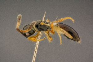  ( - BC-ZSM-HYM-26829-E03)  @11 [ ] CreativeCommons - Attribution Non-Commercial Share-Alike (2016) SNSB, Staatliche Naturwissenschaftliche Sammlungen Bayerns ZSM (SNSB, Zoologische Staatssammlung Muenchen)