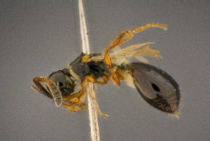 ( - BC-ZSM-HYM-26829-E04)  @11 [ ] CreativeCommons - Attribution Non-Commercial Share-Alike (2016) SNSB, Staatliche Naturwissenschaftliche Sammlungen Bayerns ZSM (SNSB, Zoologische Staatssammlung Muenchen)