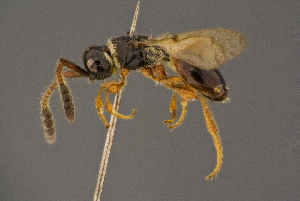  ( - BC-ZSM-HYM-26829-G02)  @11 [ ] CreativeCommons - Attribution Non-Commercial Share-Alike (2016) SNSB, Staatliche Naturwissenschaftliche Sammlungen Bayerns ZSM (SNSB, Zoologische Staatssammlung Muenchen)