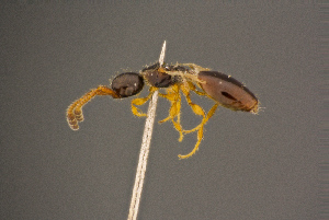  ( - BC-ZSM-HYM-26829-G08)  @11 [ ] CreativeCommons - Attribution Non-Commercial Share-Alike (2016) SNSB, Staatliche Naturwissenschaftliche Sammlungen Bayerns ZSM (SNSB, Zoologische Staatssammlung Muenchen)