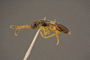  ( - BC-ZSM-HYM-26829-G09)  @11 [ ] CreativeCommons - Attribution Non-Commercial Share-Alike (2016) SNSB, Staatliche Naturwissenschaftliche Sammlungen Bayerns ZSM (SNSB, Zoologische Staatssammlung Muenchen)