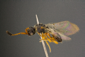  ( - BC-ZSM-HYM-26829-H02)  @11 [ ] CreativeCommons - Attribution Non-Commercial Share-Alike (2016) SNSB, Staatliche Naturwissenschaftliche Sammlungen Bayerns ZSM (SNSB, Zoologische Staatssammlung Muenchen)
