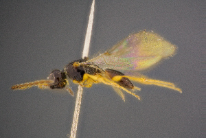 ( - BC-ZSM-HYM-26829-H03)  @11 [ ] CreativeCommons - Attribution Non-Commercial Share-Alike (2016) SNSB, Staatliche Naturwissenschaftliche Sammlungen Bayerns ZSM (SNSB, Zoologische Staatssammlung Muenchen)