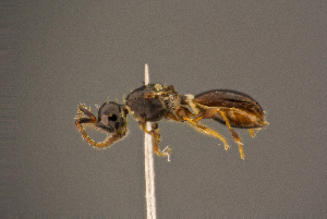 ( - BC-ZSM-HYM-26829-H06)  @11 [ ] CreativeCommons - Attribution Non-Commercial Share-Alike (2016) SNSB, Staatliche Naturwissenschaftliche Sammlungen Bayerns ZSM (SNSB, Zoologische Staatssammlung Muenchen)