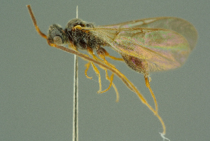  ( - BC-ZSM-HYM-27336-B03)  @11 [ ] CreativeCommons - Attribution Non-Commercial Share-Alike (2016) SNSB, Staatliche Naturwissenschaftliche Sammlungen Bayerns ZSM (SNSB, Zoologische Staatssammlung Muenchen)