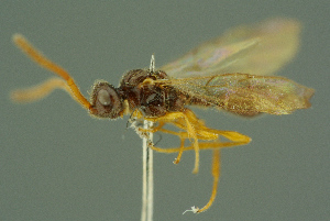  ( - BC-ZSM-HYM-27336-C10)  @11 [ ] CreativeCommons - Attribution Non-Commercial Share-Alike (2016) SNSB, Staatliche Naturwissenschaftliche Sammlungen Bayerns ZSM (SNSB, Zoologische Staatssammlung Muenchen)