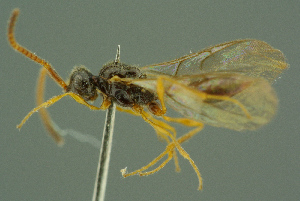 ( - BC-ZSM-HYM-27336-C11)  @11 [ ] CreativeCommons - Attribution Non-Commercial Share-Alike (2016) SNSB, Staatliche Naturwissenschaftliche Sammlungen Bayerns ZSM (SNSB, Zoologische Staatssammlung Muenchen)