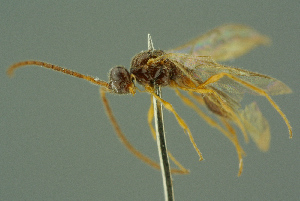  ( - BC-ZSM-HYM-27336-D01)  @11 [ ] CreativeCommons - Attribution Non-Commercial Share-Alike (2016) SNSB, Staatliche Naturwissenschaftliche Sammlungen Bayerns ZSM (SNSB, Zoologische Staatssammlung Muenchen)