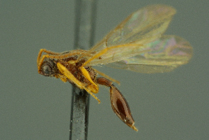  ( - BC-ZSM-HYM-27336-D05)  @11 [ ] CreativeCommons - Attribution Non-Commercial Share-Alike (2016) SNSB, Staatliche Naturwissenschaftliche Sammlungen Bayerns ZSM (SNSB, Zoologische Staatssammlung Muenchen)