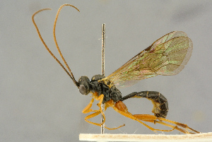  (Campodorus luctuosus - BC-ZSM-HYM-27445-A06)  @11 [ ] CreativeCommons - Attribution Non-Commercial Share-Alike (2016) SNSB, Staatliche Naturwissenschaftliche Sammlungen Bayerns ZSM (SNSB, Zoologische Staatssammlung Muenchen)