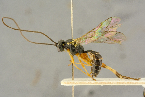  ( - BC-ZSM-HYM-27445-F12)  @11 [ ] CreativeCommons - Attribution Non-Commercial Share-Alike (2016) SNSB, Staatliche Naturwissenschaftliche Sammlungen Bayerns ZSM (SNSB, Zoologische Staatssammlung Muenchen)